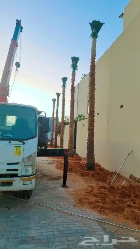 نخل واشنطن 4