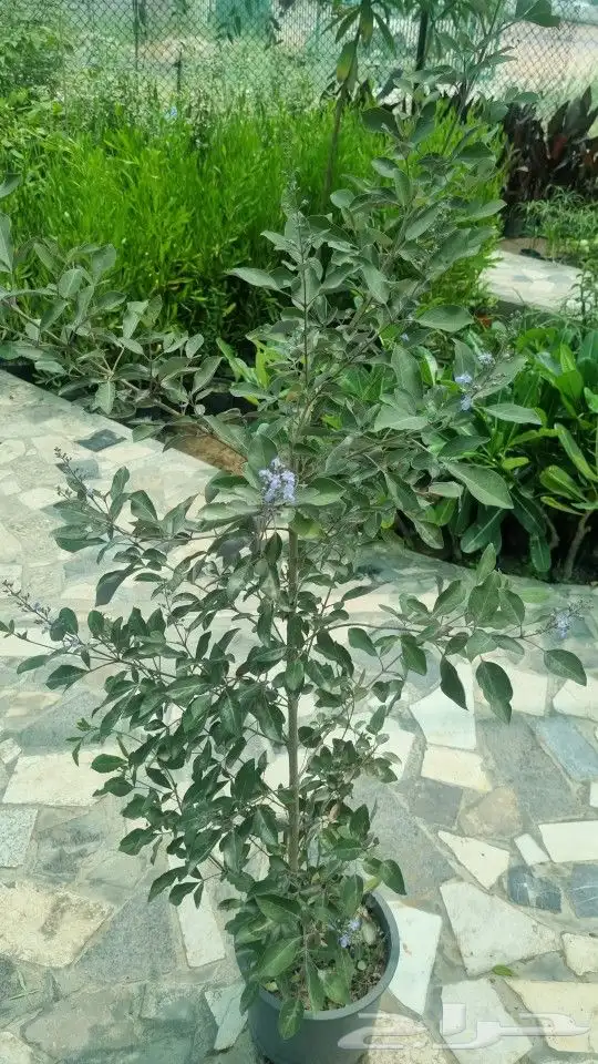 تنسيق_حدائق  صيانه_حدائق 6