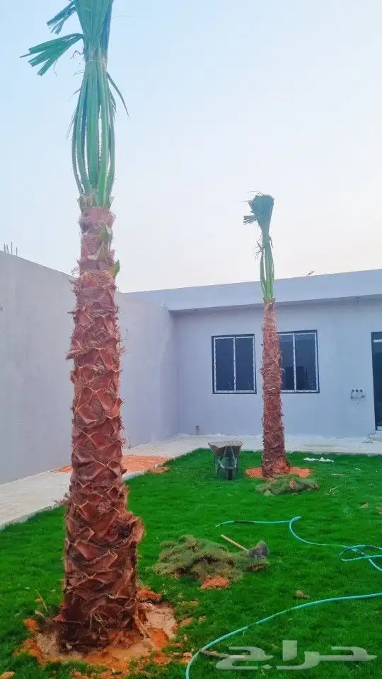 نخل واشنطن 0