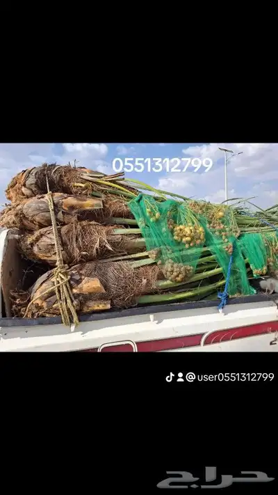 يوجدلدين جميع انواع انخل المثمره وزينه 4