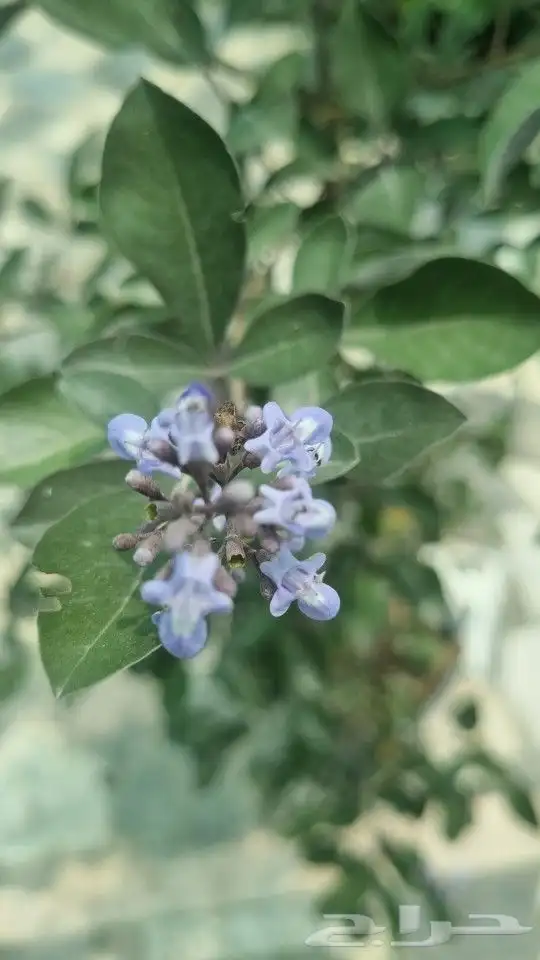 تنسيق_حدائق  صيانه_حدائق 5