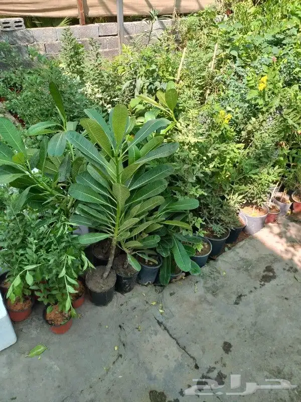 زرع وخلع النخيل وفص الاشجار 0