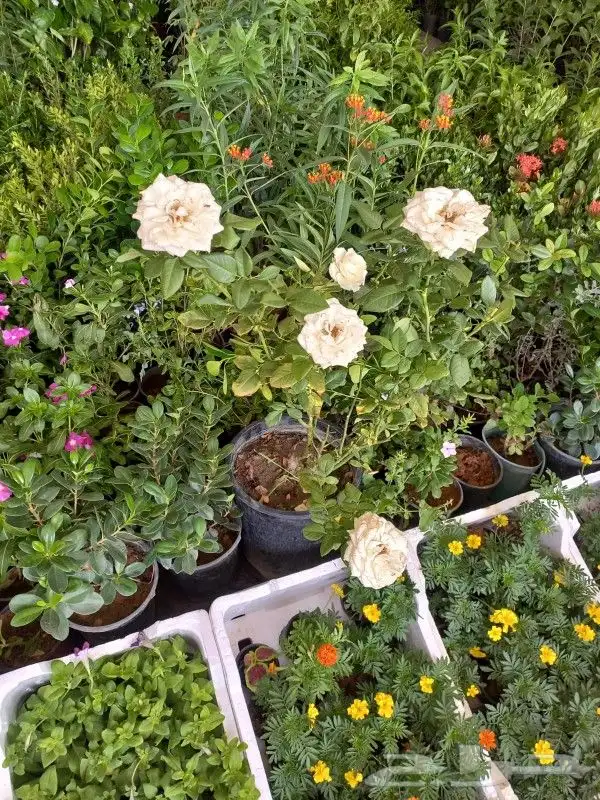 زرع وخلع النخيل وفص الاشجار 1