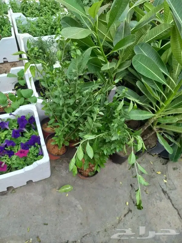 زرع وخلع النخيل وفص الاشجار 4