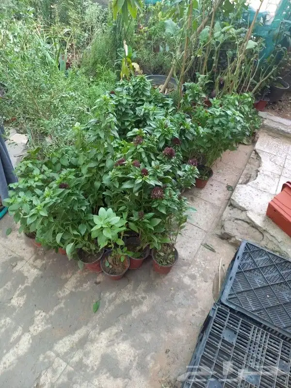 زرع وخلع النخيل وفص الاشجار 2