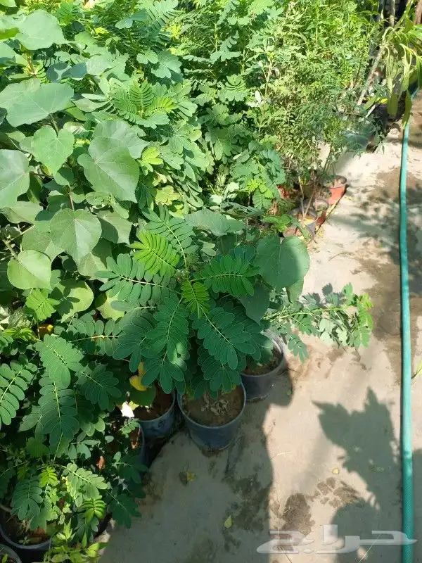 زرع وخلع النخيل وفص الاشجار 6