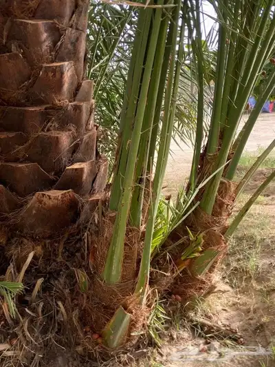 يوجدلدين جميع انواع انخل المثمره وزينه 0