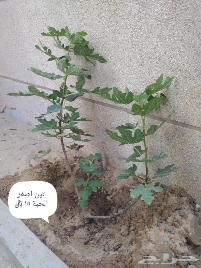 شتلات متمرة 3