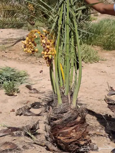 يوجدلدين جميع انواع انخل المثمره وزينه 3