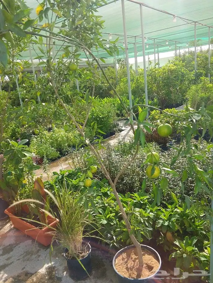 اختار زرعك باقل الاسعار خدمات الزراعه وتنسيق الحدائق عروض 8