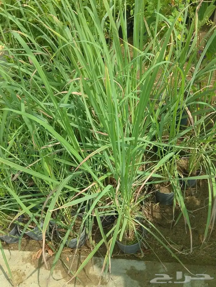 اختار زرعك باقل الاسعار خدمات الزراعه وتنسيق الحدائق عروض 5