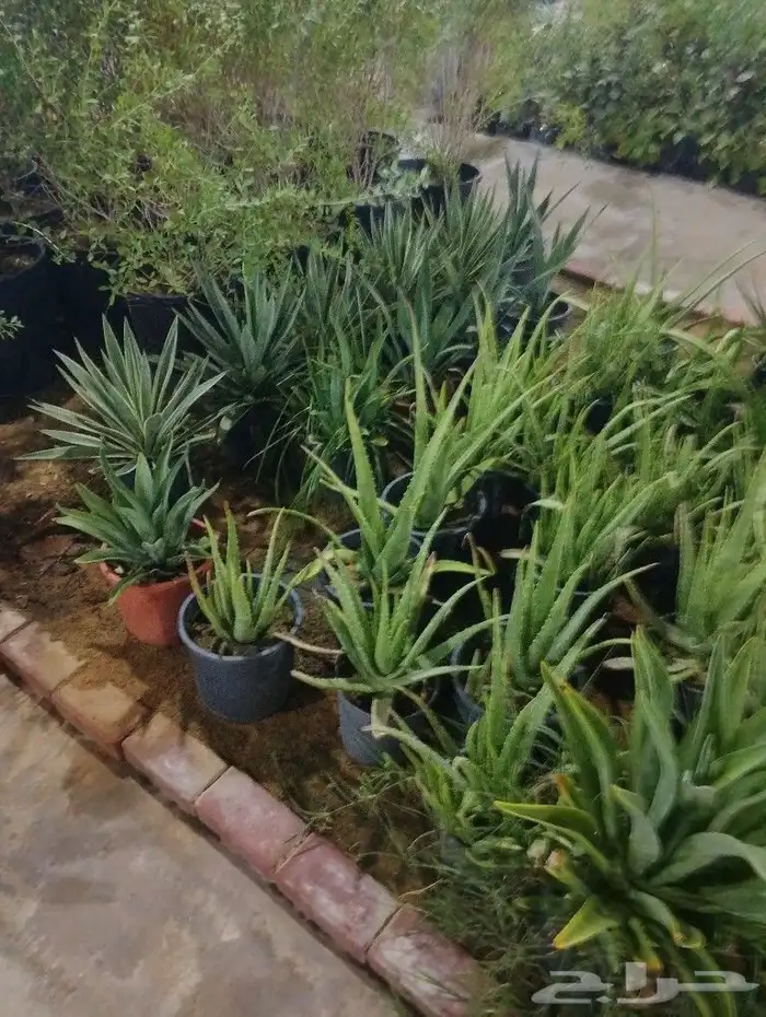 اختار زرعك باقل الاسعار خدمات الزراعه وتنسيق الحدائق عروض 9