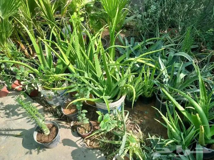 زرع وخلع النخيل وفص الاشجار 8