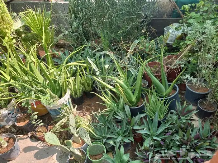 زرع وخلع النخيل وفص الاشجار 3