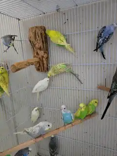 طيور بادجي هولندي احجام وصحه ما شاء الله تبارك الله 3