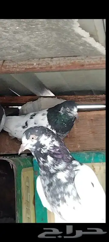 تم البيع فرايد تيدي ذكور . تم البيع 1