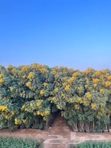 مشتل تالة خليص أشجار متنوعة 17
