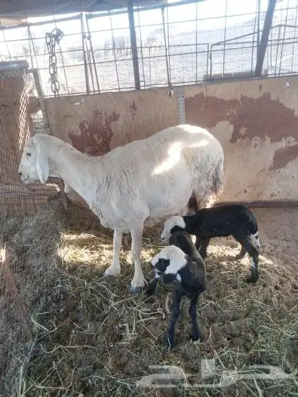 للبيع تحتها خروف ورخل سنها سديس روم وديد سلم 0