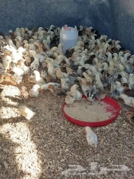 صوص بلدي للبيع 7