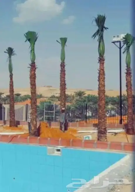 تشبيك المزارع وغرس وتوريد وقلاع النخيل 6