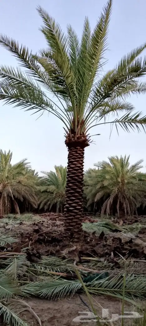 نخل للبيع المدينة المنورة 1
