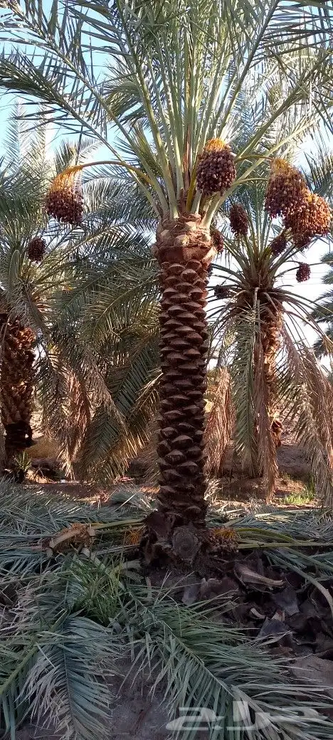 نخل للبيع المدينة المنورة 4
