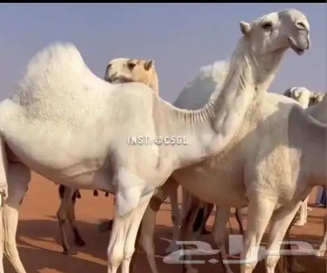 حلاق ابل جرد وارقاب 0