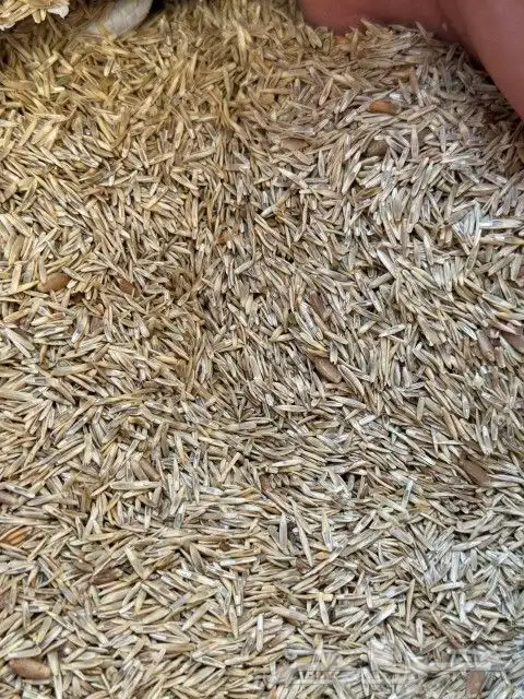 القصيم المذنب 1