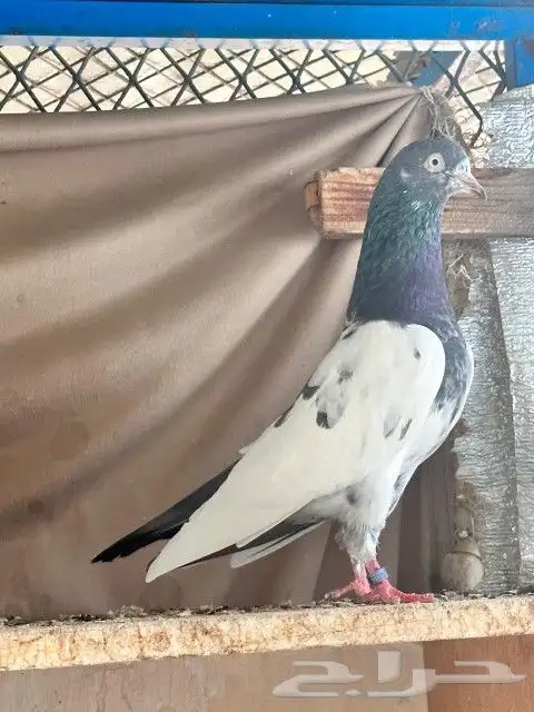 تم البيع فرايد تيدي ذكور . تم البيع 0