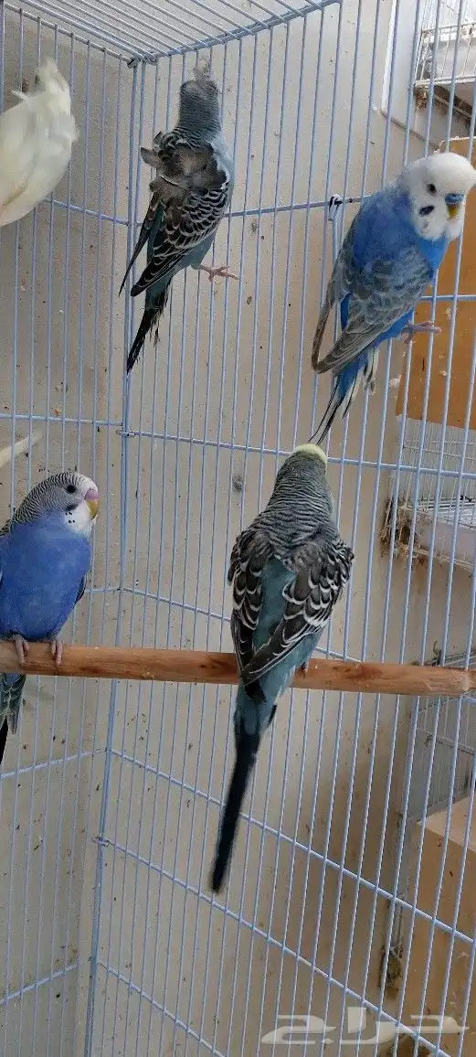 طيور بادجي هولندي احجام وصحه ما شاء الله تبارك الله 5