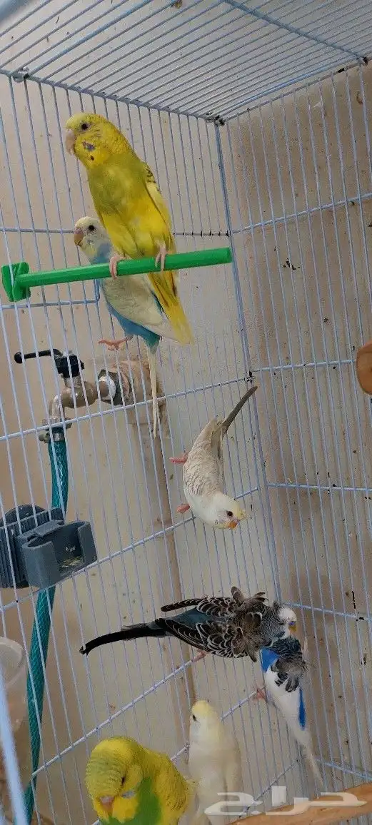 طيور بادجي هولندي احجام وصحه ما شاء الله تبارك الله 8