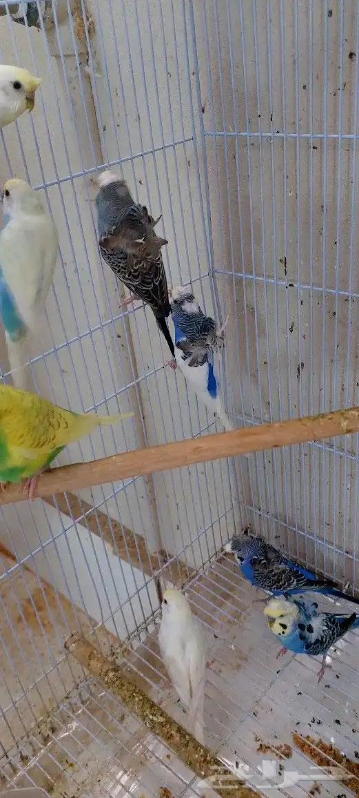 طيور بادجي هولندي احجام وصحه ما شاء الله تبارك الله 7