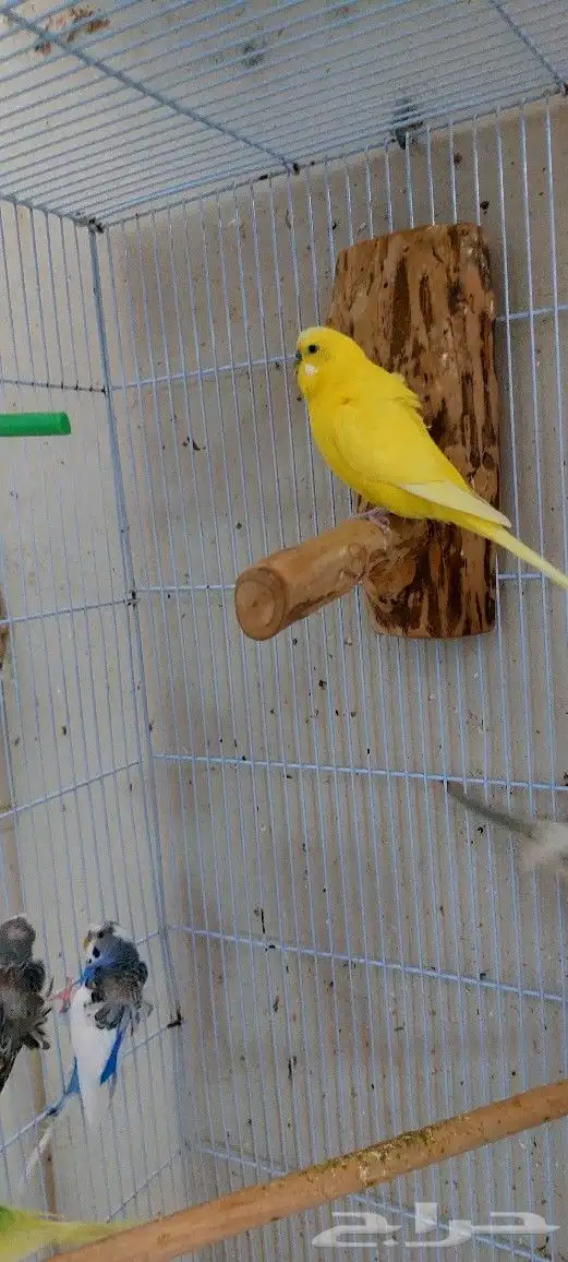 طيور بادجي هولندي احجام وصحه ما شاء الله تبارك الله 9