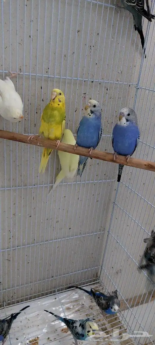 طيور بادجي هولندي احجام وصحه ما شاء الله تبارك الله 10