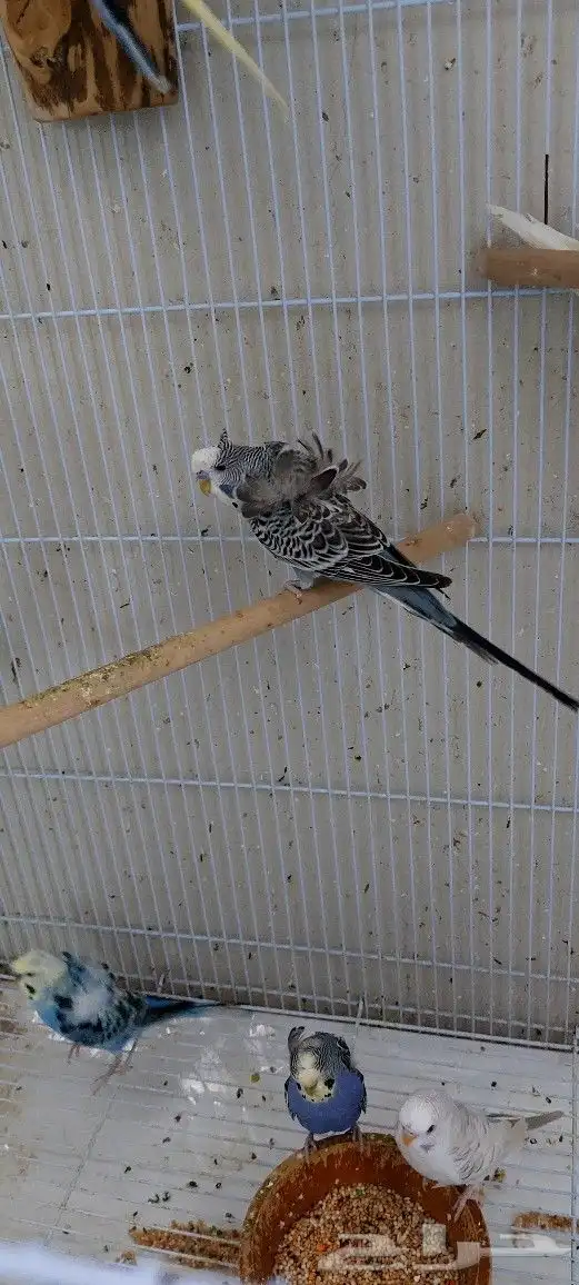 طيور بادجي هولندي احجام وصحه ما شاء الله تبارك الله 0