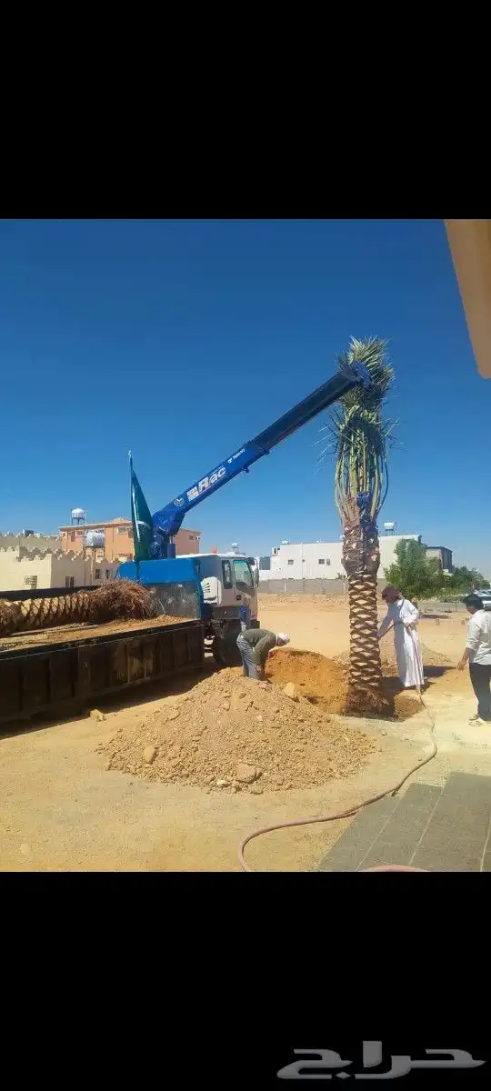 نقوم بتوريد جميع انواع النخيل والزيتون وجميع انواع الاشجار 2