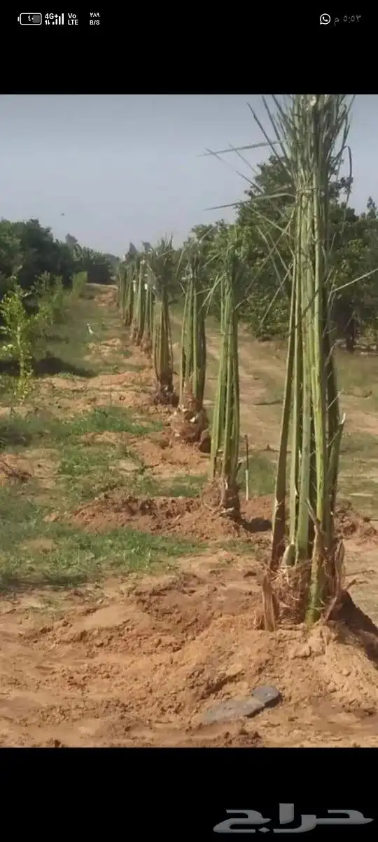 نقوم بتوريد جميع انواع النخيل والزيتون وجميع انواع الاشجار 6
