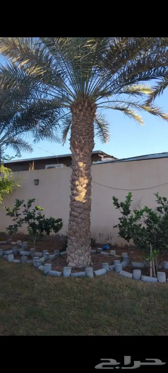 نقوم بتوريد جميع انواع النخيل والزيتون وجميع انواع الاشجار 3