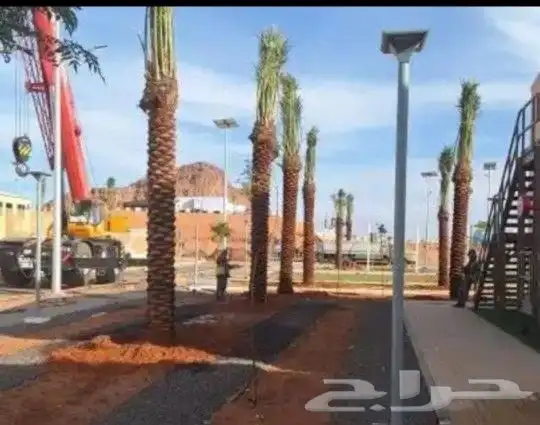 تشبيك المزارع وغرس وتوريد وقلاع النخيل 1