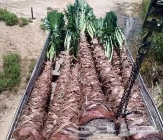 تشبيك المزارع وغرس وتوريد وقلاع النخيل 4