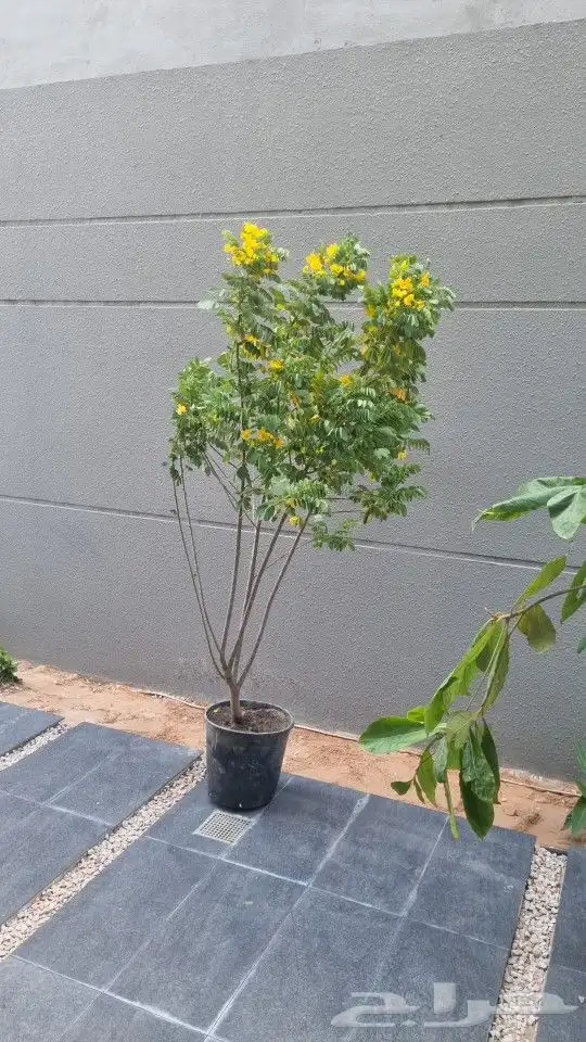 تنسيق_حدائق  صيانه_حدائق 4