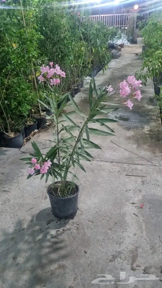 تنسيق_حدائق  صيانه_حدائق 1