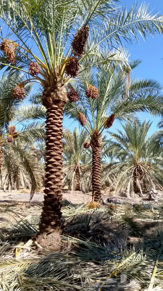 نخل للبيع المدينة المنورة 3