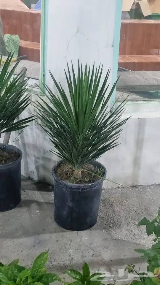 تنسيق_حدائق  صيانه_حدائق 0