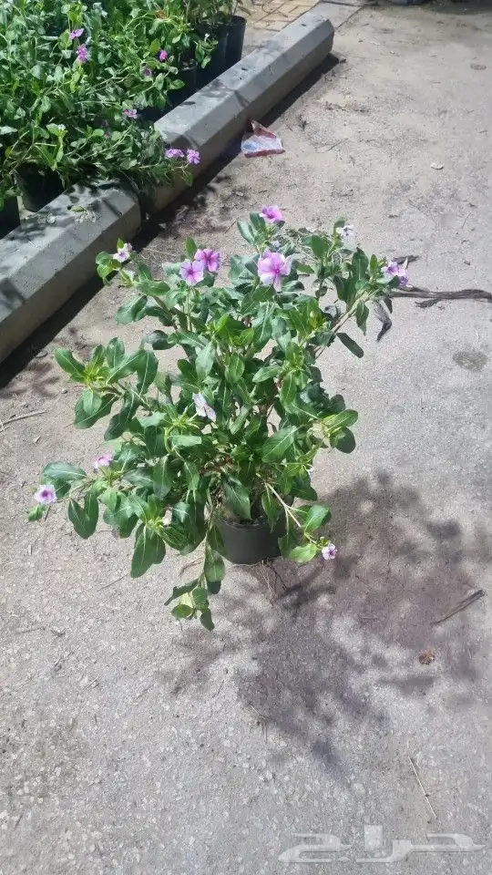 تنسيق_حدائق  صيانه_حدائق 3