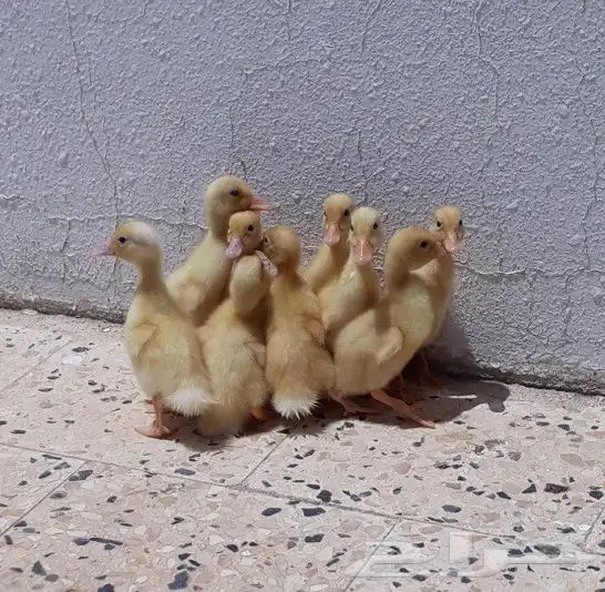للبيع صيصان بط بكيني 0