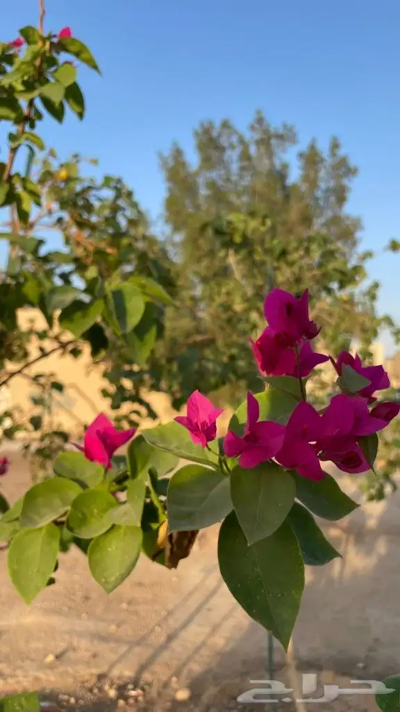 ثيل صناعي وعشب جداري 8