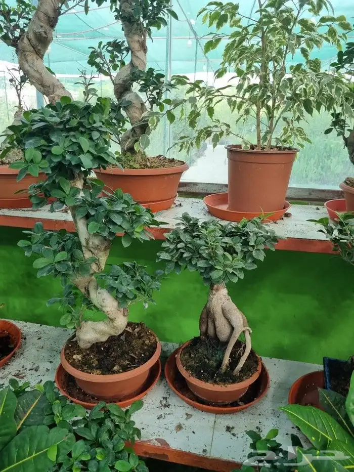 تنسيق_حدائق  صيانه_حدائق 9