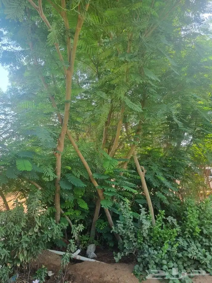 مشتل زهور جدة 1