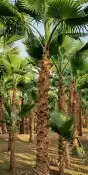 نخل واشنطونياء زينة زينة للبيع 4